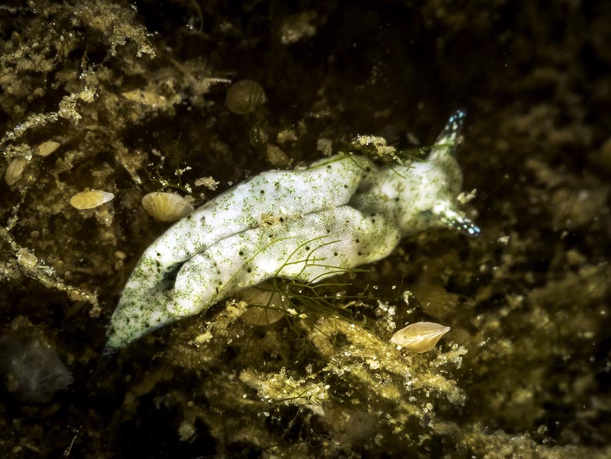 Elysia sp. 37